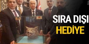 Devlet Bahçeli'ye hediye edilen kurt başı ne ifade ediyor? Tayfun Atay yazdı
