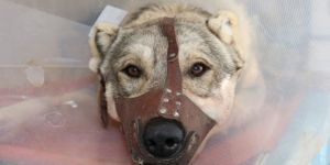 Van'da yaralı köpek için karda 37 kilometre gittiler!
