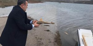 Çoğalsın diye bırakılan balıkları avladılar,