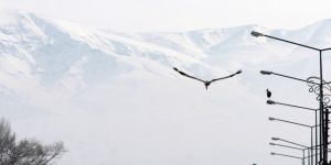 Göç edemeyen leylekler eksi 25 derecede Erzurum’da kaldı