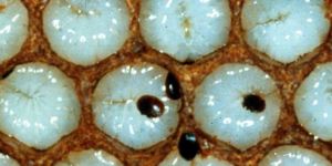 Samsun'da 'Varroa' alarmı
