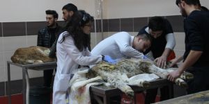 Buzağılar için seferber oldular