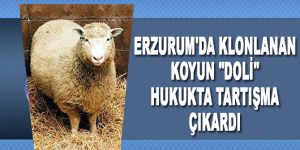 Klonlanan koyun "Doli" hukukta tartışma çıkardı