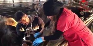 Veteriner Hekimlere Video Klipli Kutlama