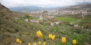 Sarı Kırmızı Laleler büyülüyor