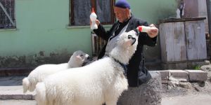 Kuzulu Dede görenlerin ilgi odağı oldu