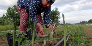 Kuşkonmaz için kariyerini bıraktı, şimdi taleplere yetişemiyor