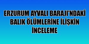 Ayvalı Barajı'ndaki balık ölümleri