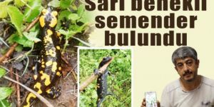 Türk Semenderi veya Lekeli Semenderi