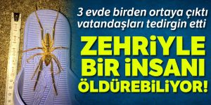 'Sarı Ömer' tedirginliği! Zehri insanı öldürüyor