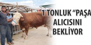 Erzurum'da Bir tonluk "Paşa" alıcısını bekliyor