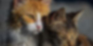 iki kedinin üzerine kaynar su dökülerek öldürüldüğü iddia edildi