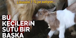 Bu keçilerin sütlerine büyük ilgi!
