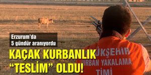 Kaçan kurbanlık 5 gün sonra askeri bölgede bulundu