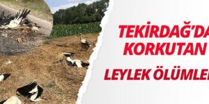 Tekirdağ'da toplu leylek ölümü