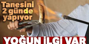 El yapımı kemik taraklara büyük talep