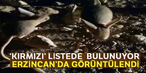 Erzincan'da bulundu: Kanguruyu andırıyor