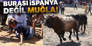 Muğla'da boğalar, güreşleri izleyen vatandaşların arasına daldı