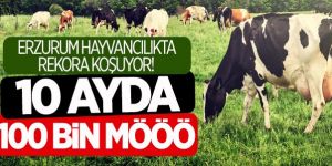 Erzurum hayvancılıkta rekora koşuyor!