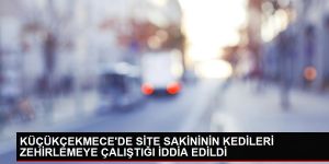 'Kedilerin mamalarına kimyasal madde koyarak...'