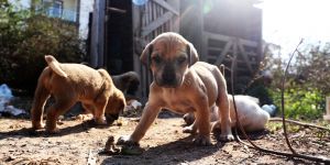 Bodrum Belediyesi köpekleri koruma altına aldı