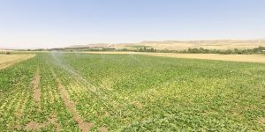 Erzurum’da 125 bin 500 dekar tarım arazisi sulandı