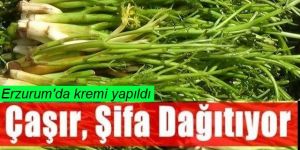 Atatürk Üniversitesinden akademisyenler "çaşır"dan krem üretti
