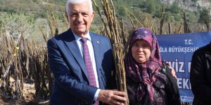 Büyükşehirden kırsal kalkınmaya 55 bin ceviz fidanı desteği