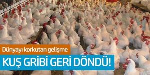 Dünyayı korkutan gelişme: Kuş gribi geri döndü!