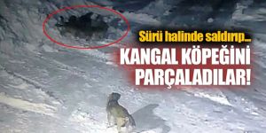 Erzurum’da aç kalan kurtlar köpeği yedi