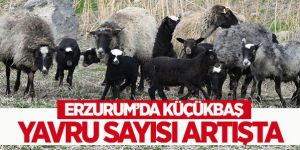 Erzurum'da Küçükbaş Yavru Sayısı Artışta