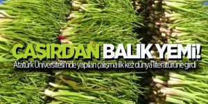 Çaşır balık yemlerinde kullanılacak!
