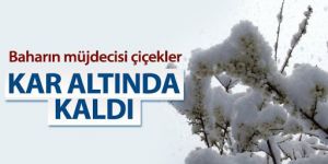 Çoban çiçekleri kar altında kaldı