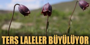 Erzurum dağlarında açan ters laleler görenleri büyülüyor