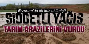 Erzurum'a tarihte ilk kez ekilen lavanta tarlaları sel suları altında kaldı