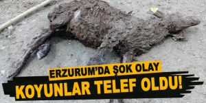 Erzurum bunu da gördü!