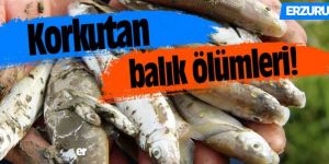 Aşkale'de toplu balık ölümleri korkutuyor
