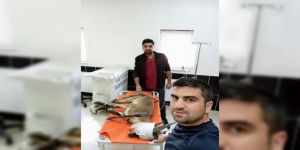 Erzurum’da bulunan yaban keçisi Kars’ta tedaviye alındı