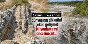 Türkiye'deki fosil ağaç kalıntıları 160 milyon yıllık