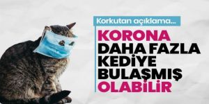 Daha fazla kediye bulaşmış olabilir