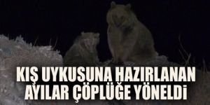 Ayılar kış uykusundan önce yiyecek bulmak için şehir çöplüğünün yolunu tutuyor