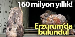 Erzurum’da 160 milyon yıllık taşlaşmış fosil ağaç bulundu