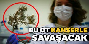 Geven otu kanserle savaşacak