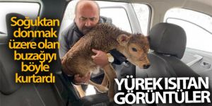Soğuktan donmak üzere olan buzağıyı arabasına alarak kurtardı