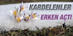 Karnavas köyünde kardelenler açmaya başladı