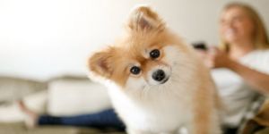 AK Parti'nin hayvan hakları tasa taslağından ''canlı sayısı sınırı'' çıktı