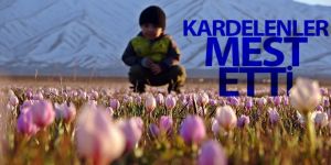 Karlı dağlarla birleşen kardelenler mest etti