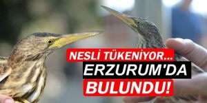 Nesli tükenen türlerden biriydi, Erzurum'da ortaya çıktı