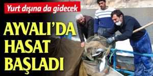 Ayvalı Barajında balık üretimi başladı