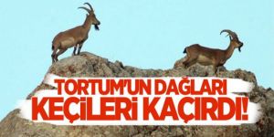 Tortum'un dağları keçilerini arıyor!